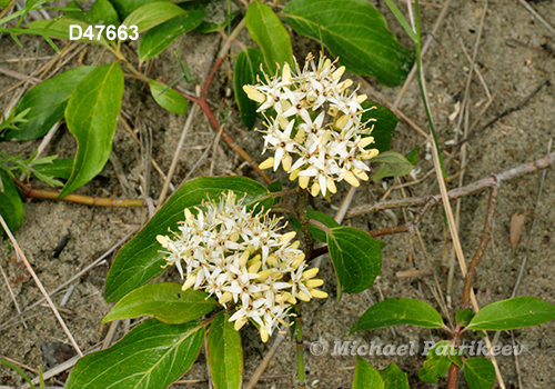 Cornus obliqua